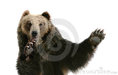 kung-fu-bear-6663857.jpg
